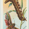 Elephant hawk-moth & larva.