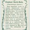 Elephant hawk-moth & larva.