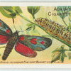 Broad-bordered five-spot burnet moth & larva.
