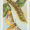 Buff-tip moth & larva.