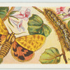 Spotted tiger moth & larva.