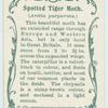 Spotted tiger moth & larva.