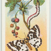 Magpie moth & larva.