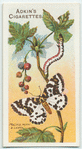 Magpie moth & larva.