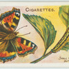 Small tortoise-shell butterfly & larva.