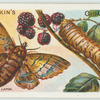 Lappet moth & larva.