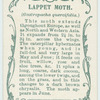 Lappet moth & larva.