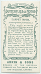 Lappet moth & larva.
