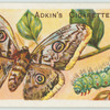 Great peacock moth & larva.