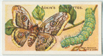 Great peacock moth & larva.