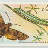 Humming-bird hawk-moth & larva.