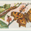 Comma butterfly & larva.