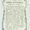 Comma butterfly & larva.