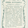Comma butterfly & larva.