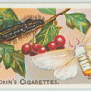 Gold-tail moth & larva.