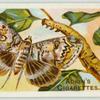 Clifden nonpareil-moth & larva.