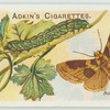 Burnished brass moth & larva.