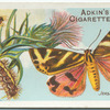 Jersey tiger moth & larva.