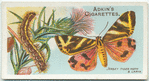 Jersey tiger moth & larva.