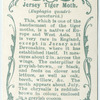 Jersey tiger moth & larva.