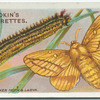 Drinker moth & larva.