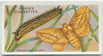 Drinker moth & larva.