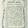 Drinker moth & larva.
