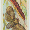 Goat moth & larva.