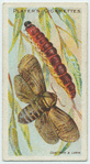 Goat moth & larva.