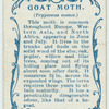 Goat moth & larva.