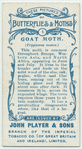 Goat moth & larva.