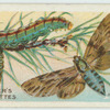 Pine hawk-moth & larva.