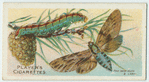 Pine hawk-moth & larva.