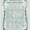 Pine hawk-moth & larva.