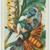 An Australian moth & larva.
