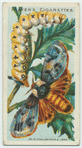 An Australian moth & larva.