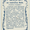 An Australian moth & larva.
