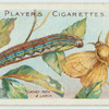 Lackey moth & larva.