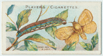 Lackey moth & larva.