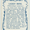 Lackey moth & larva.