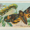 Death's-head hawk-moth & larva.