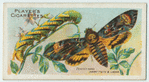 Death's-head hawk-moth & larva.