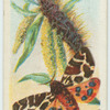 Common tiger moth & larva.