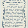 Common tiger moth & larva.