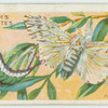 Puss moth & larva.