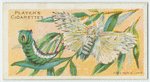 Puss moth & larva.