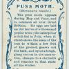 Puss moth & larva.