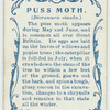 Puss moth & larva.