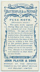 Puss moth & larva.