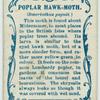 Poplar hawk-moth & larva.